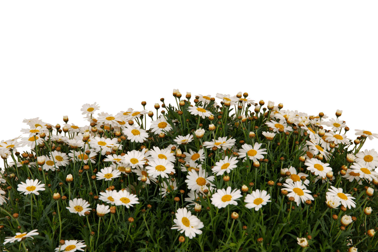 e9037f6aa023df3cf235c992a3789a3e2a74211d min